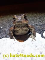 /home//u458753944/public_html/sourcegallery//Roxborough Toad Detour/2022/2022-03-17/P3170867.JPG